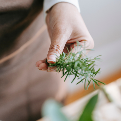 mujer con delantal de jardinería sosteniendo una ramita de romero, imagen para el curso de fitoterapia holística de genki terapias